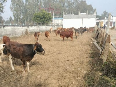 गौशाला की खराब और खस्ता हालत